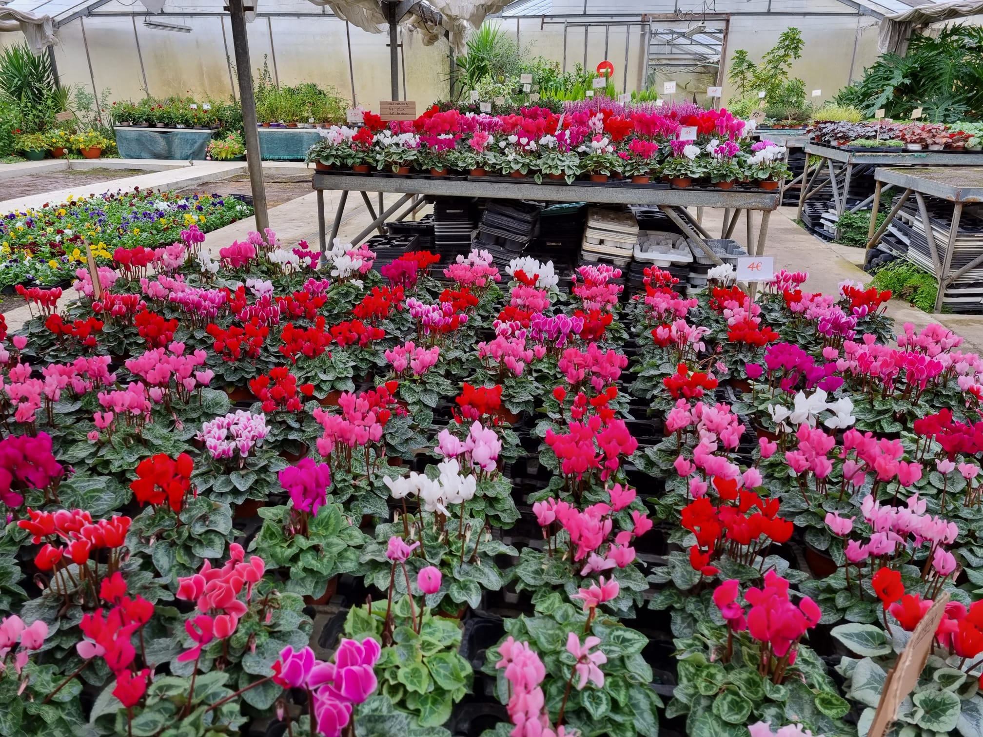 Plants de légumes et fleurs