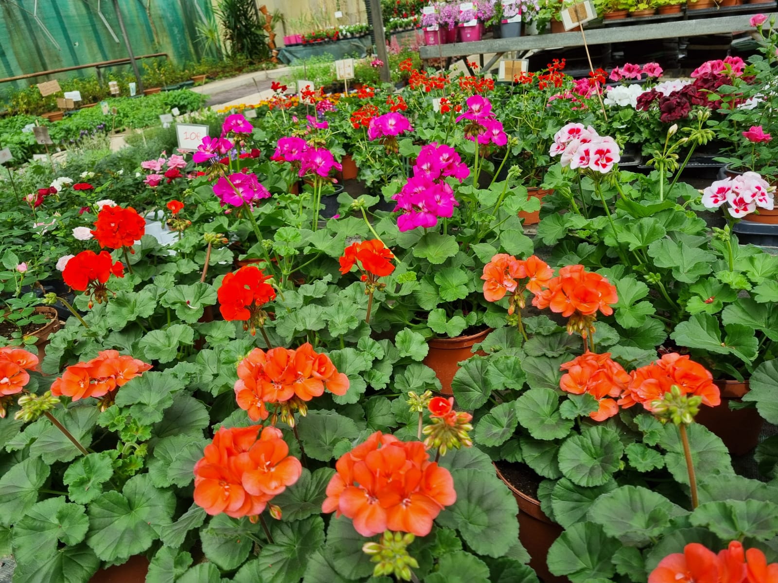 Horticulteur
