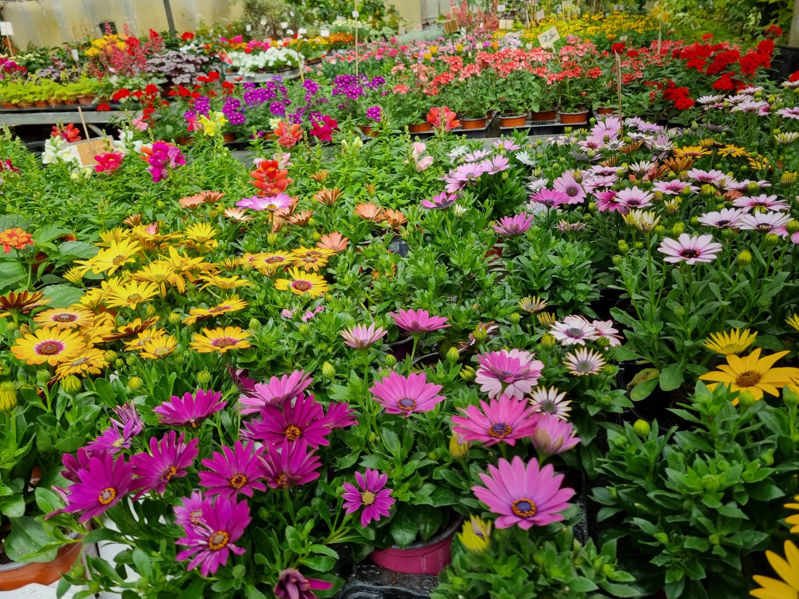 Livraison bouquet de fleurs