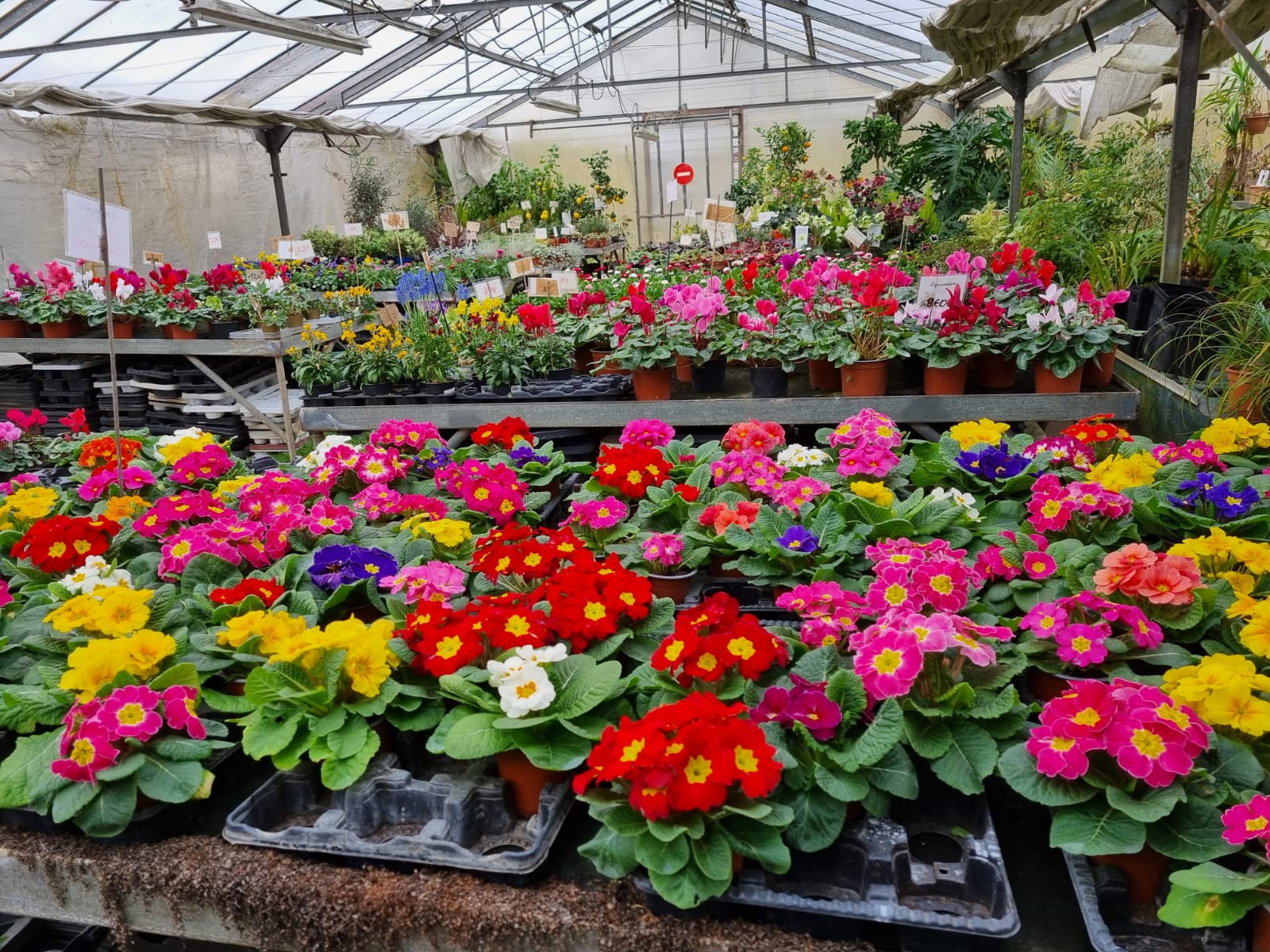 Livraison bouquet de fleurs